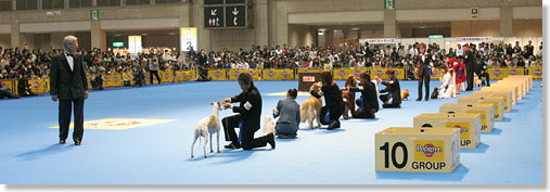 �h�b�O�V���[BIS�R��