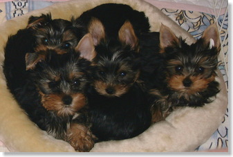 ���[�N�V���[�e���A�̎q��