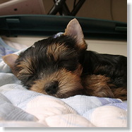 ���[�N�V���[�e���A�̎q��