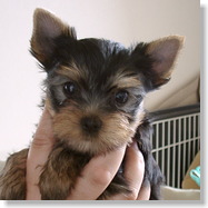 ���[�N�V���[�e���A�̎q��